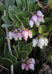 Arctostaphylos hookeri hearstiorum