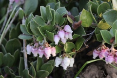 Arctostaphylos hookeri hearstiorum
