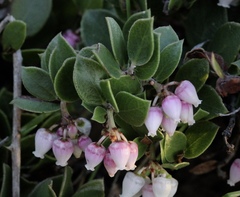 Arctostaphylos hookeri hearstiorum