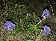 Ceanothus hearstiorum