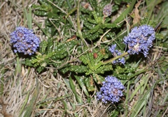 Ceanothus hearstiorum