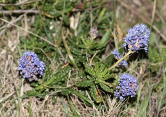 Ceanothus hearstiorum