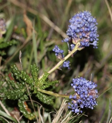 Ceanothus hearstiorum