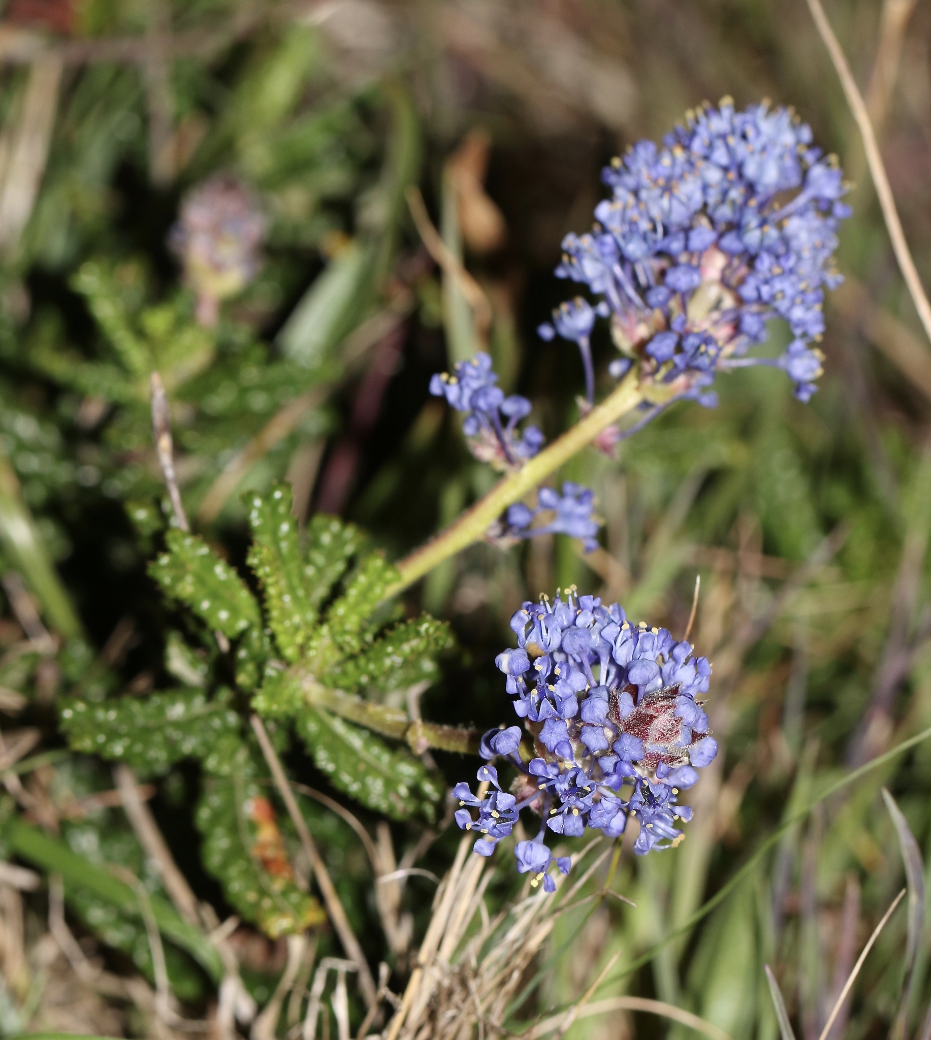 Ceanothus hearstiorum