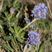 Hearst's Ceanothus - Photo (c) Morgan Stickrod, some rights reserved (CC BY-NC), uploaded by Morgan Stickrod