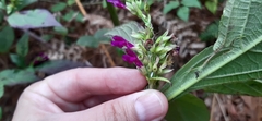Salvia kellermanii