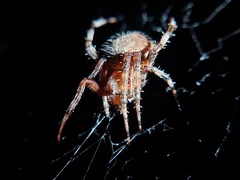 Neoscona