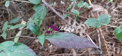 Salvia kellermanii