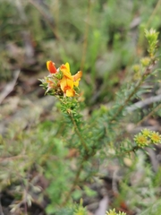 Phyllota squarrosa