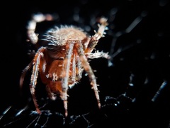 Neoscona