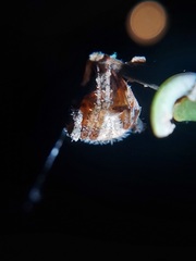 Neoscona
