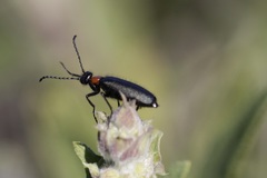 Lytta crotchii