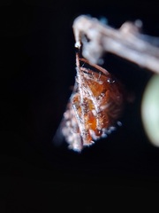 Neoscona