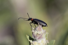 Lytta crotchii