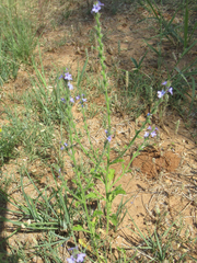 Verbena plicata