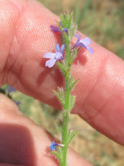 Verbena plicata