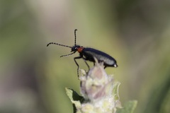 Lytta crotchii