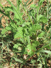Verbena plicata