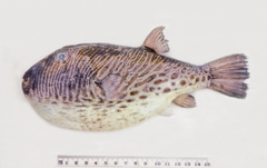 Feroxodon multistriatus