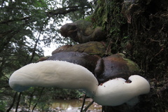 Fomitopsis hemitephra