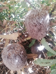 Banksia baueri