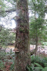 Fomitopsis hemitephra