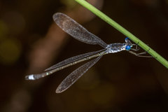 Lestes tridens