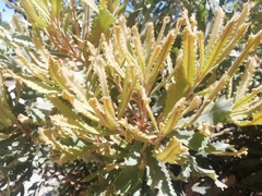 Banksia baueri