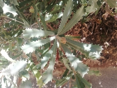 Banksia baueri