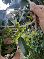 Lepisanthes tetraphylla