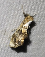 Arrade leucocosmalis