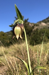 Fritillaria biflora biflora