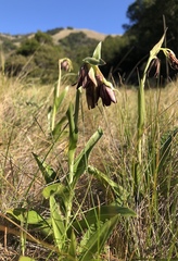 Fritillaria biflora biflora