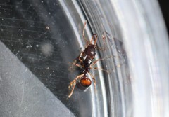 Orectognathus robustus