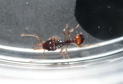 Orectognathus robustus