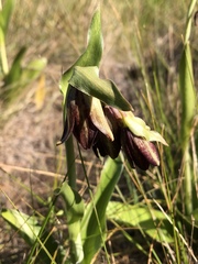 Fritillaria biflora biflora