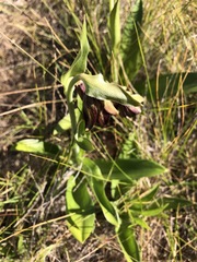 Fritillaria biflora biflora