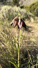 Fritillaria biflora biflora
