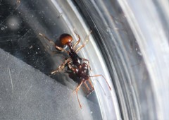 Orectognathus robustus