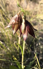 Fritillaria biflora biflora