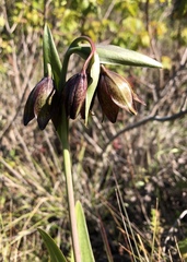 Fritillaria biflora biflora
