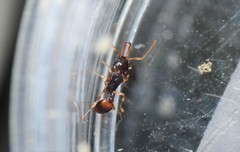 Orectognathus robustus