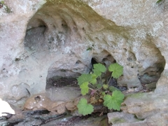 Heuchera missouriensis