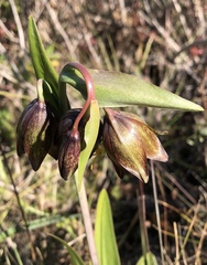 Fritillaria biflora biflora