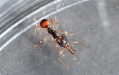 Orectognathus robustus