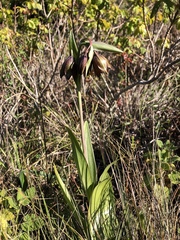 Fritillaria biflora biflora