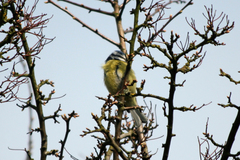 Cyanistes caeruleus