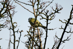 Cyanistes caeruleus
