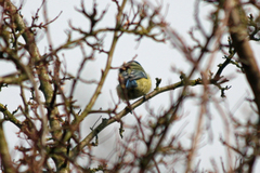 Cyanistes caeruleus
