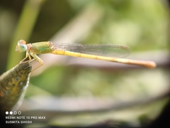 Ceriagrion coromandelianum